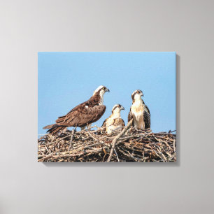 Osprey mum with her kids canvas print