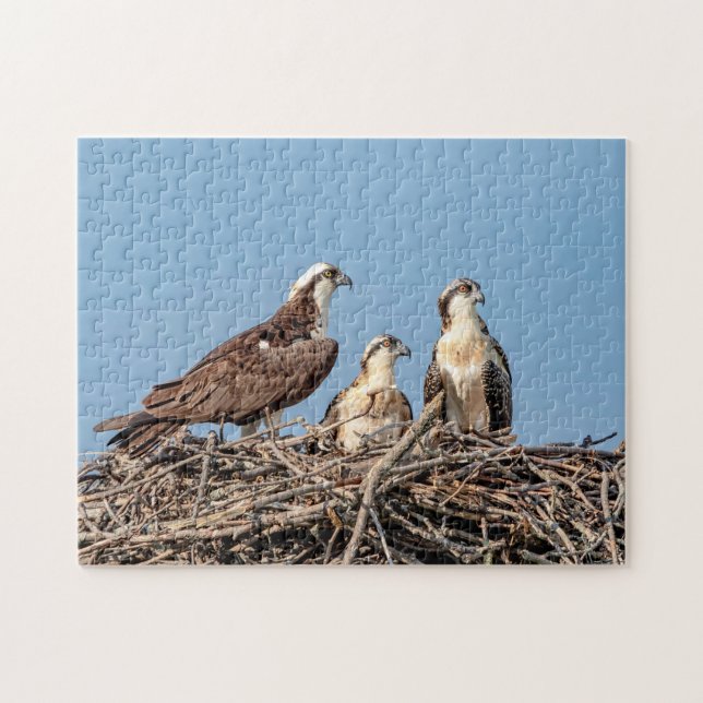 Osprey mum with her kids jigsaw puzzle (Horizontal)