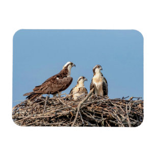 Osprey mum with her kids magnet