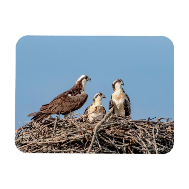 Osprey mum with her kids magnet (Horizontal)