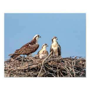 Osprey mum with her kids photo print