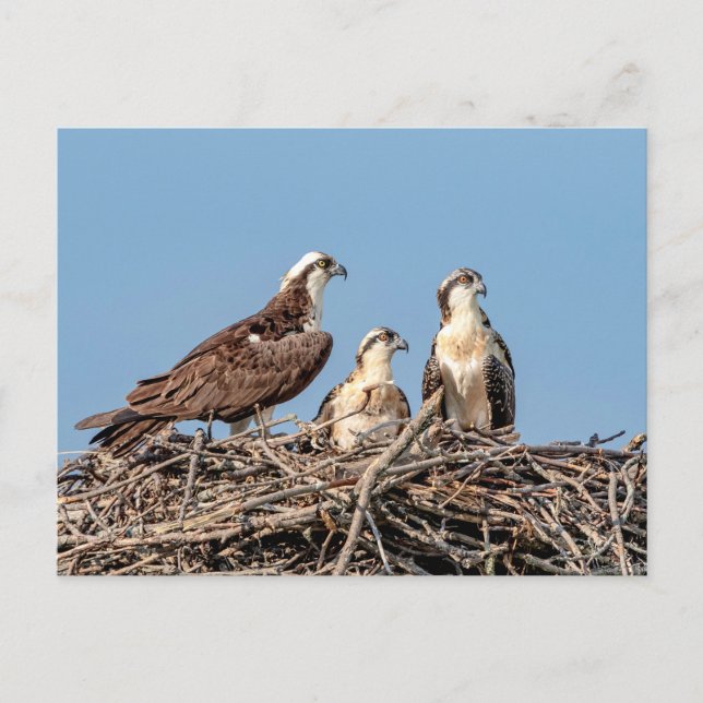 Osprey mum with her kids postcard (Front)