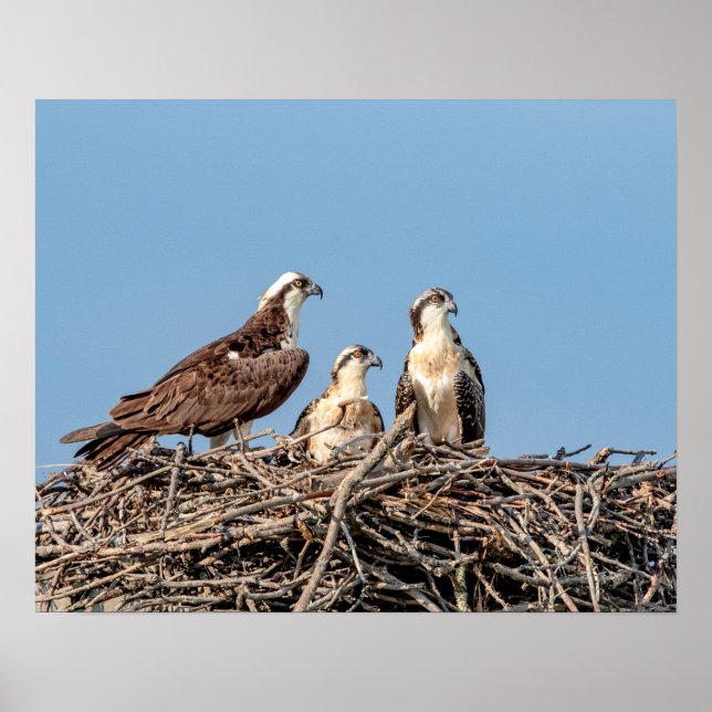 Osprey mum with her kids poster (Front)