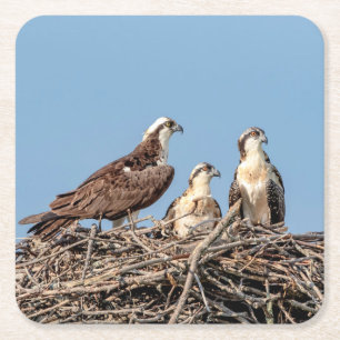 Osprey mum with her kids square paper coaster