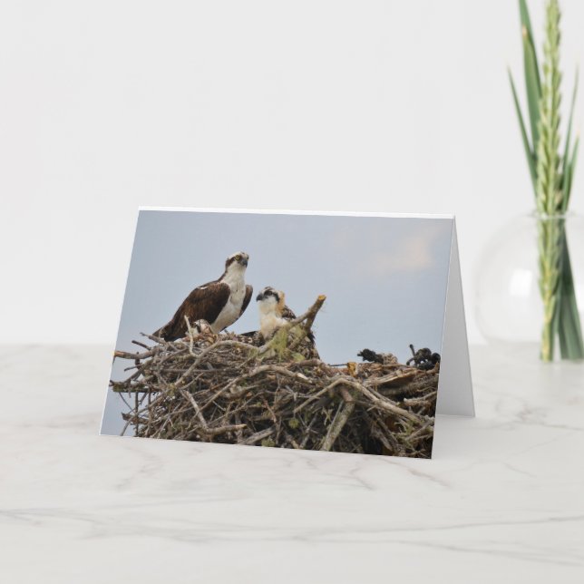 Osprey nest with baby card (Front)