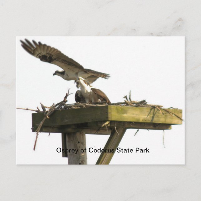 Osprey of Codorus State Park Postcard (Front)
