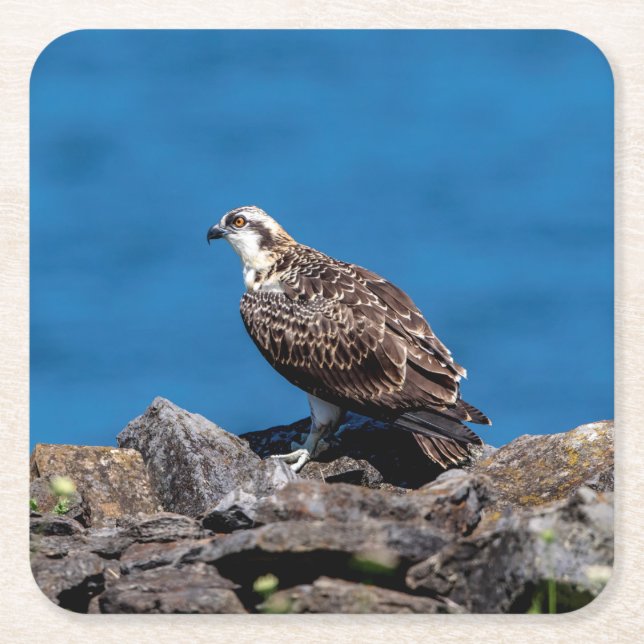 Osprey on the rocks square paper coaster (Front)
