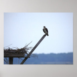 Osprey Perched by Nest Poster 