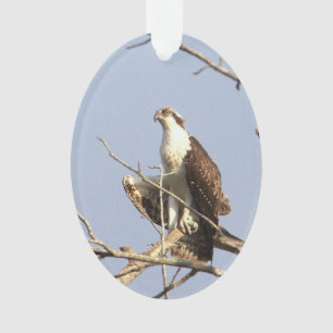 Osprey Photo Ornament 