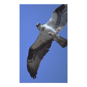 Osprey Photo Print