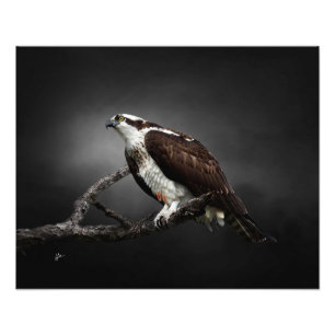 Osprey Portrait Wildlife Photography Photo Print