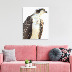 Osprey Profile Wrapped Canvas