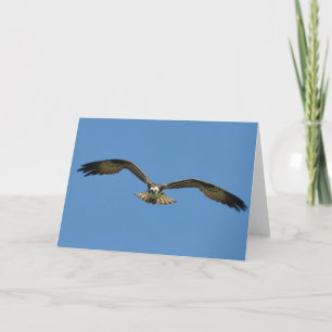 Osprey Soars Toward You-Frameable Art Card