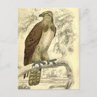 Osprey: Vintage Jardine's print postcard