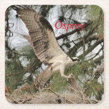Osprey Wildlife Paper Coaster
