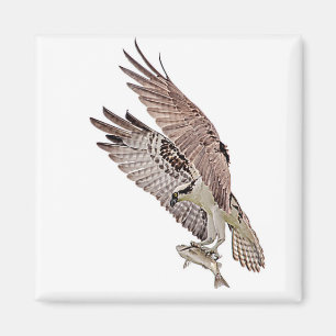 Osprey with a fish magnet