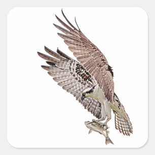 Osprey with a fish square sticker