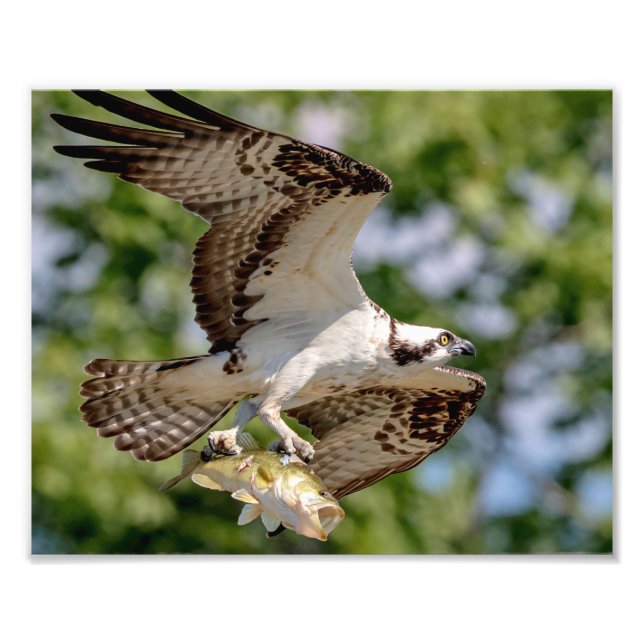 Osprey with a large mouth bass photo print (Front)