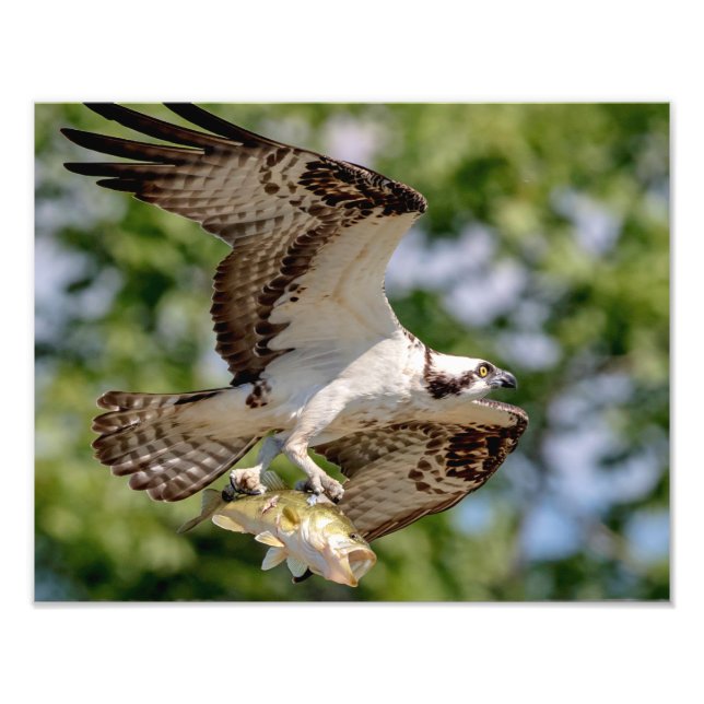 Osprey with a large mouth bass photo print (Front)