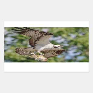 Osprey with a large mouth bass rectangular sticker