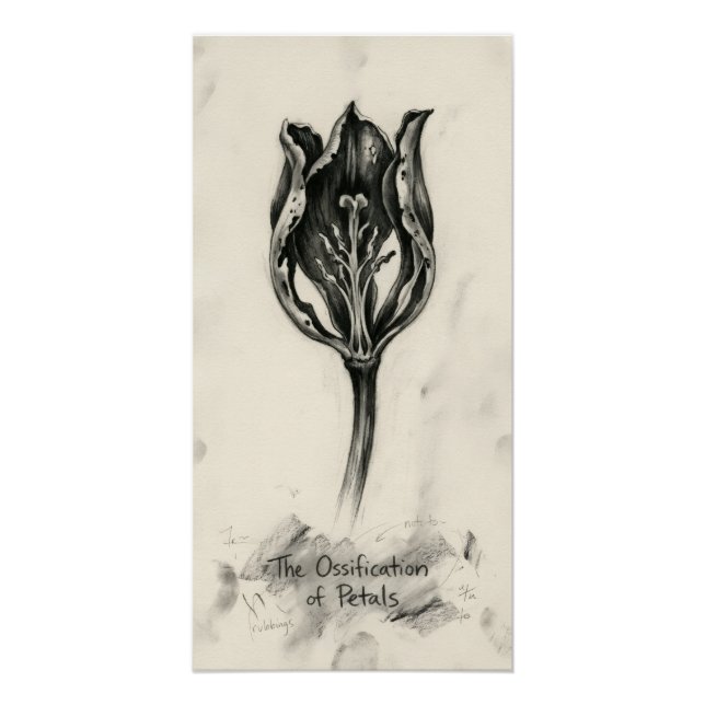 Ossified Petal Botanical Spirit Drawing Poster (Front)