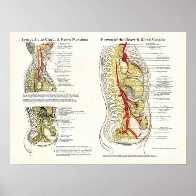 Osteopathic Sympathetic Chain Nerve Poster (Front)