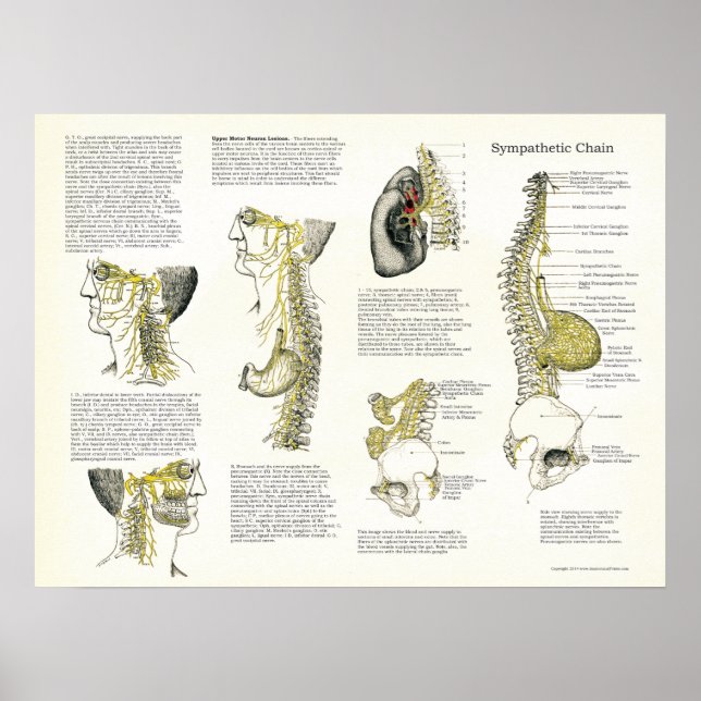 Osteopathic Sympathetic Chain Nerve Poster (Front)