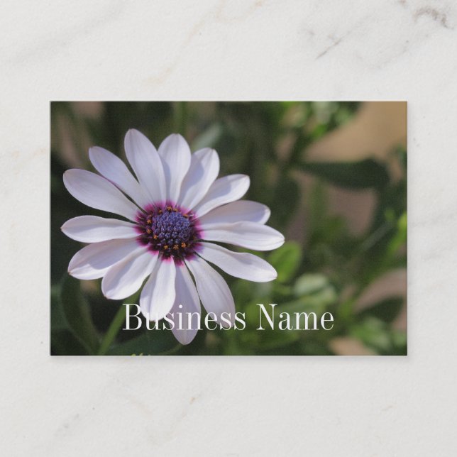 Osteospermum Business Card (Front)