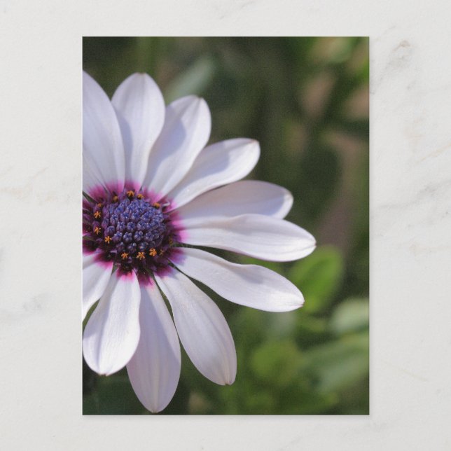 Osteospermum Postcard (Front)