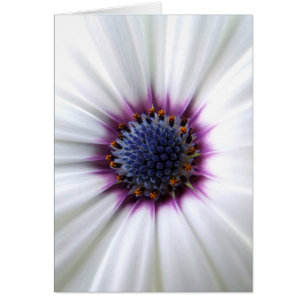 Osteospurmum Card