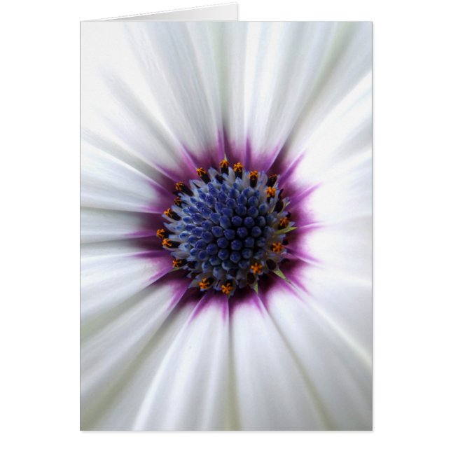 Osteospurmum Card (Front)