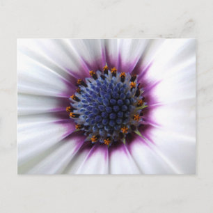 Osteospurmum Postcard