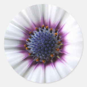 Osteospurmum Sticker