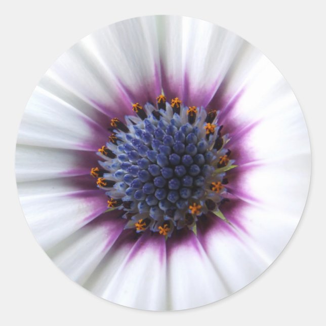 Osteospurmum Sticker (Front)