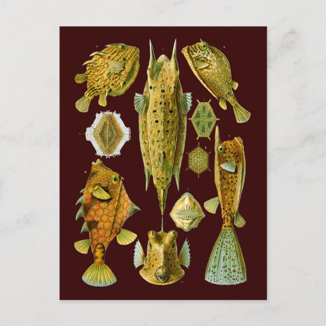 Ostraciontes (Boxfish), Ernst Haeckel Fine Art Postcard (Front)