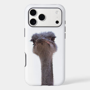ostrich