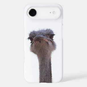 ostrich