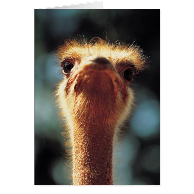 Ostrich (Front)