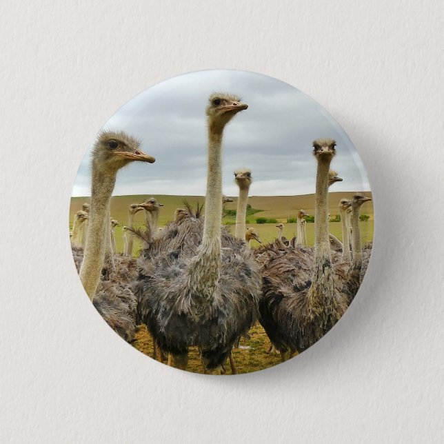 ostrich 6 cm round badge (Front)