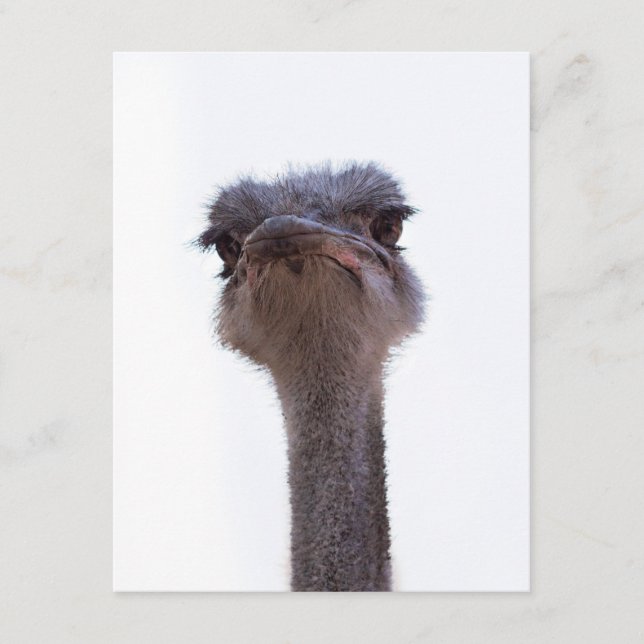 ostrich advice card (Front)