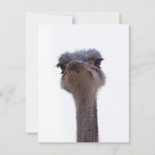 ostrich advice card