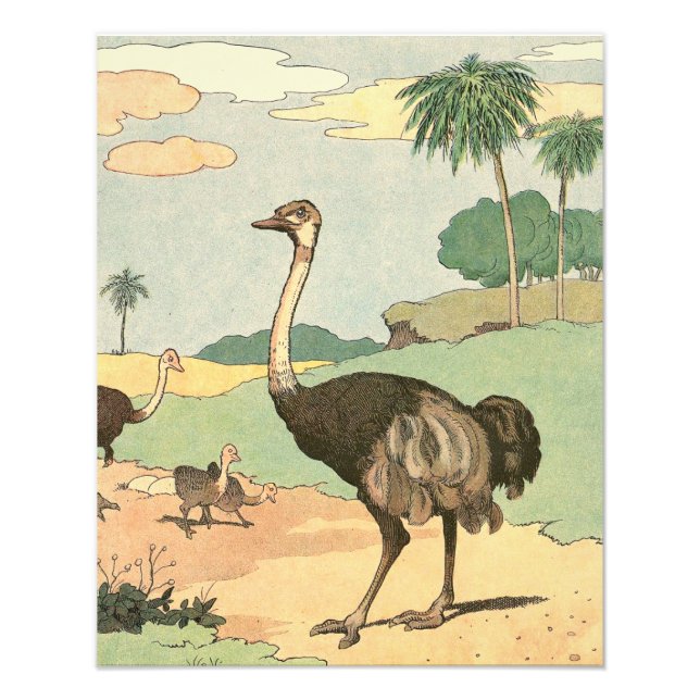 Ostrich and Chicks Illustrated Photo Print (Front)