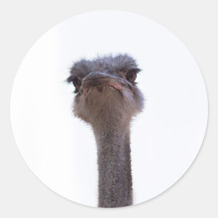 Ostrich Bird Classic Round Sticker