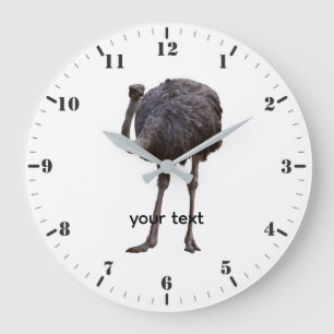 Ostrich bird in natural habitat  large clock