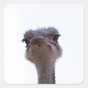 Ostrich Bird Square Sticker
