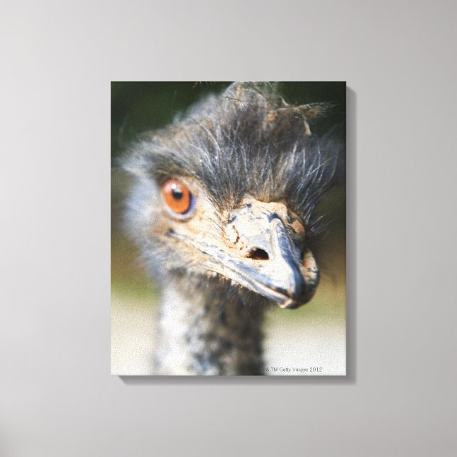Ostrich Canvas Print (Front)