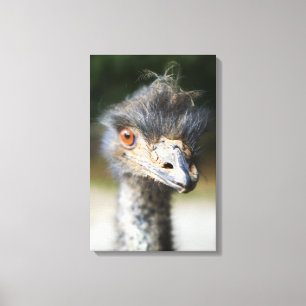 Ostrich Canvas Print