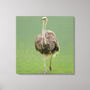Ostrich Canvas Print