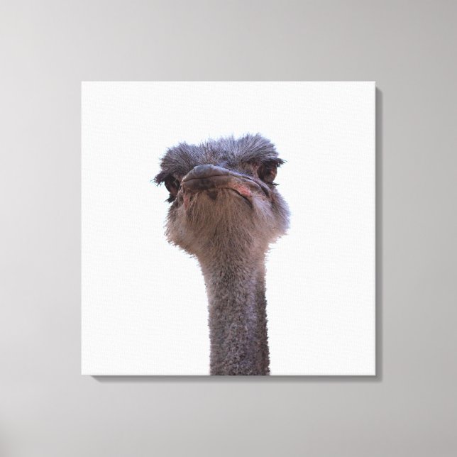ostrich canvas print (Front)
