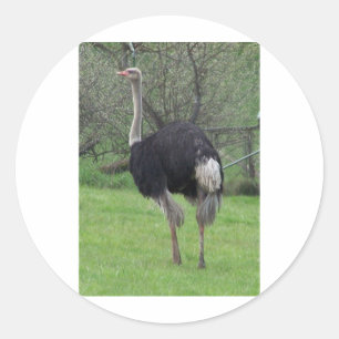 Ostrich Classic Round Sticker